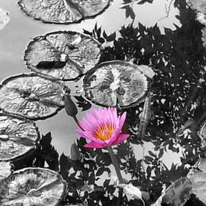 Meet your Posher, Lilian