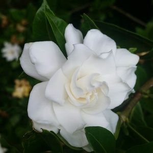 Meet your Posher, Hilda