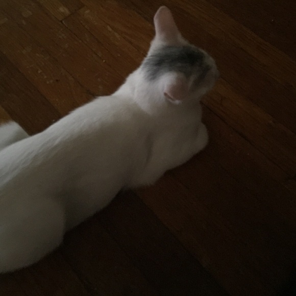 Meet your Posher, Lexie - Picture 1 of 1