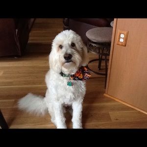 Meet your Posher, Jana