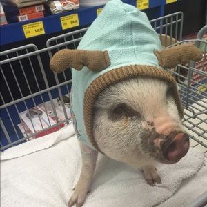 Meet your Posher, Hunter