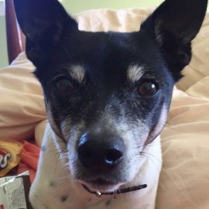 Meet your Posher, Tessie