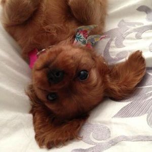 Meet your Posher, Tricia