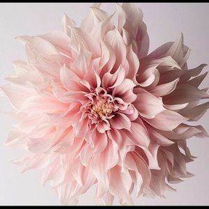 Meet your Posher, Alexandrea