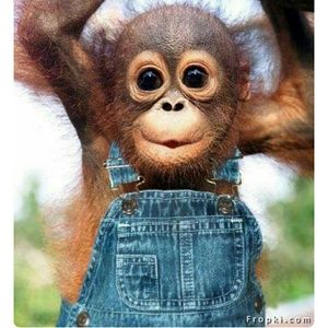 Meet your Posher, Tobe