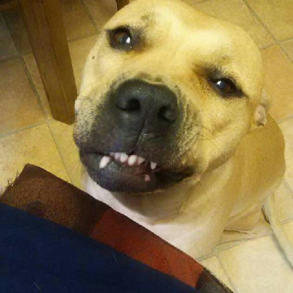 Meet your Posher, Nicole - Picture 2 of 4