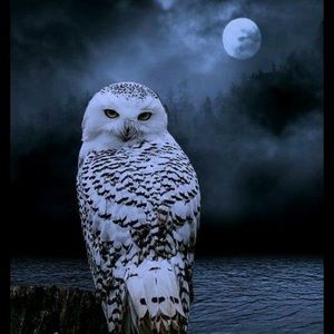 Meet your Posher, Curt