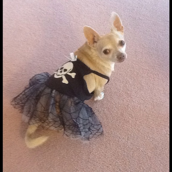 🐾My sweet babies!🐾 Woof!🐾 - Picture 2 of 3