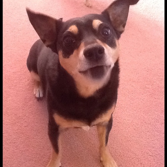 🐾My sweet babies!🐾 Woof!🐾 - Picture 3 of 3