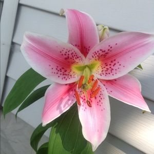 Meet your Posher, Pam