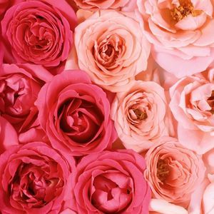 Meet your Posher, Chloe