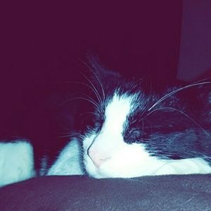 Meet your Posher, Julia