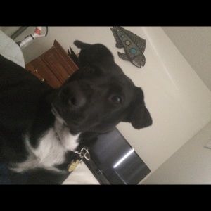 Meet your Posher, Holly