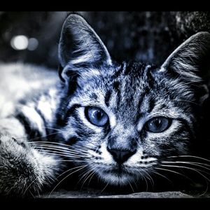 Meet your Posher, Tisa