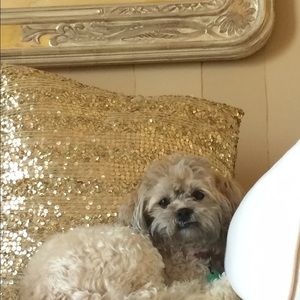 Meet your Posher, Sandy