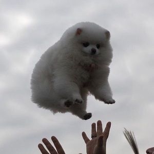 Meet your Posher, Rosalie