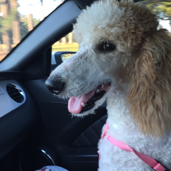 Meet your Posher, Kallie