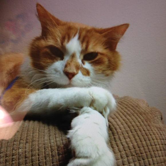 Meet your Posher, Hoa