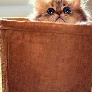 Meet your Posher, Sharon