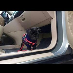 Meet your Posher, Elena