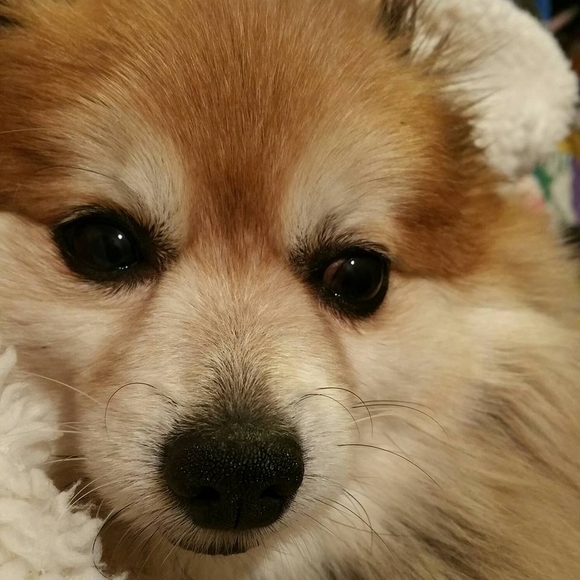 Meet your Posher, Lynn - Picture 1 of 1