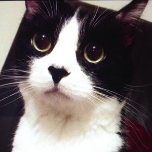 Meet your Posher, Jiajian