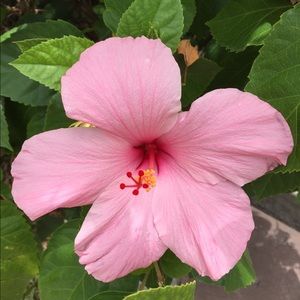 Meet your Posher, Devan