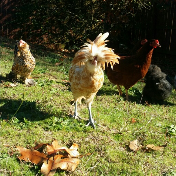 Meet your Posher, Morgan - Picture 1 of 1