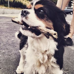 Meet your Posher, Pippa