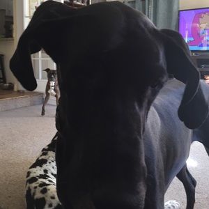 Meet your Posher, Josephine