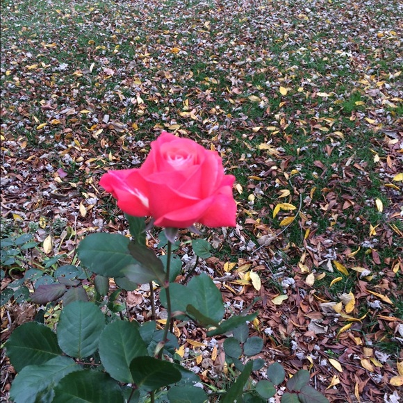 Meet your Posher, Tina - Picture 1 of 1