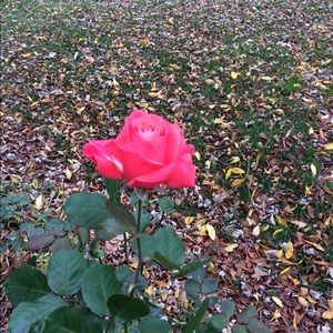 Meet your Posher, Tina