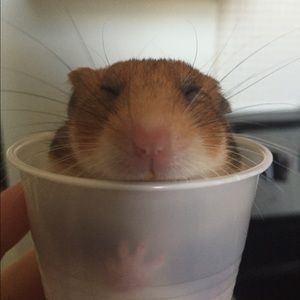 Meet your Posher, Kylie