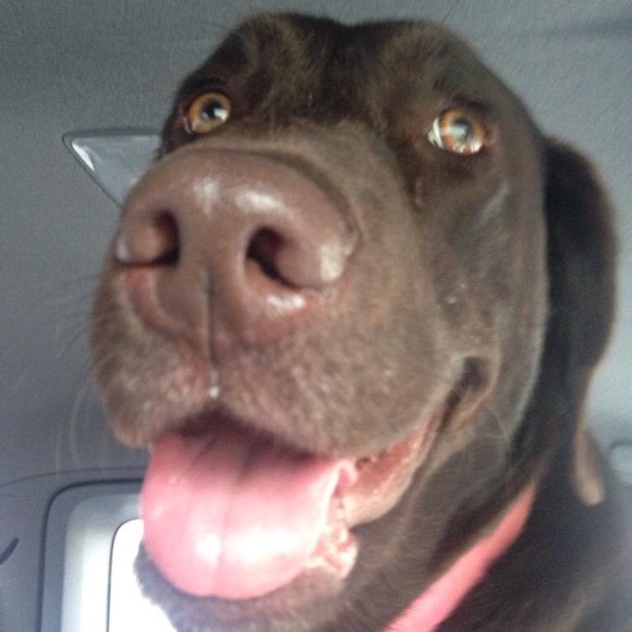 Meet your posher - Picture 4 of 7