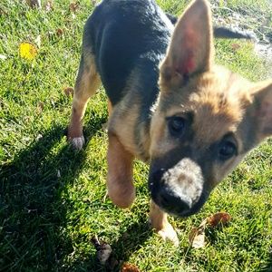 Meet your Posher, Abbie