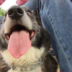 Meet your Posher, Joan