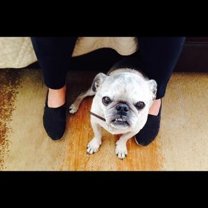 Meet your Posher, Shelby