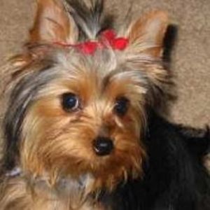 Meet your Posher, Karen