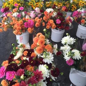 Meet your Posher, Marcella