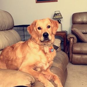 Meet your Posher, Morgan