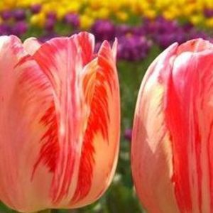 Meet your Posher, Krystal