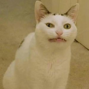 Meet your Posher, Misty