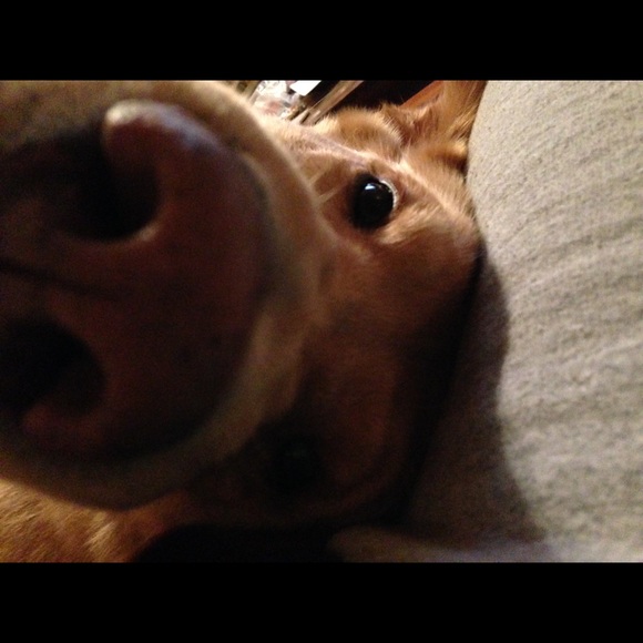 Meet your Posher, Dawn