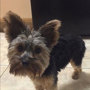 Meet your Posher, Allison