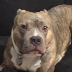 Meet your Posher, Damian