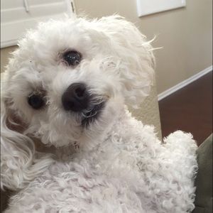 Meet your Posher, Grace