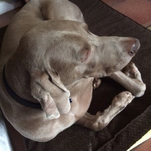 Meet your Posher, Bridget