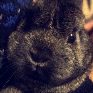 Meet your Posher, Jasmine