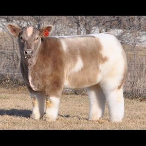 Meet your Posher, Kelli