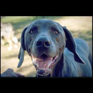 Meet your Posher, Cody